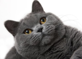 6ffc7d82b7653fb53297e6e279dcb4c.png