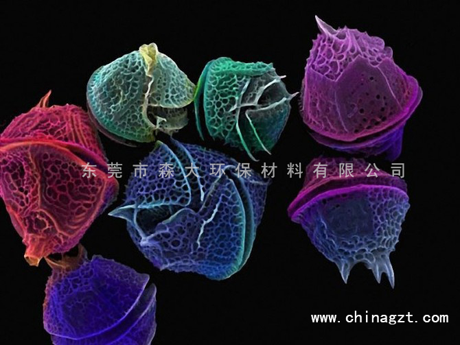 森大硅藻土显微图1.jpg